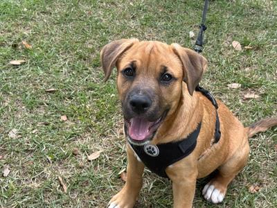 A brown dog with a black harness sitting on grass, looking at the camera with its tongue out.