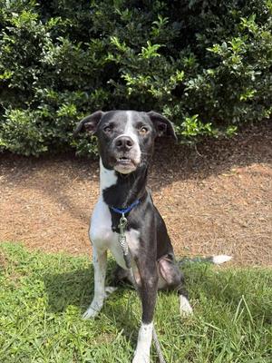 Bogey, Mixed Breed, young, available for adoption