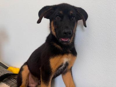 Gage, German Shepherd Dog/Mixed Breed, puppy, available for adoption