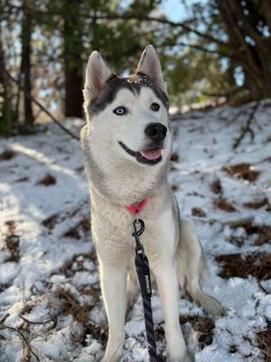 Goosey, Husky/Mixed Breed, adult, available for adoption