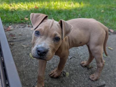 A brown puppy standing on a concrete surface with grass in the background.