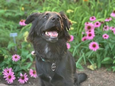 A black dog with floppy ears and a happy expression, sitting in front of pink flowers.