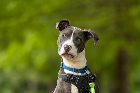 Roland, Mixed Breed, young, available for adoption