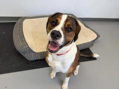 Max, Mixed Breed, young, available for adoption