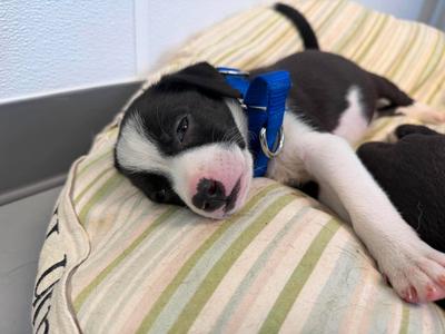 Sprite, Mixed Breed, puppy, available for adoption