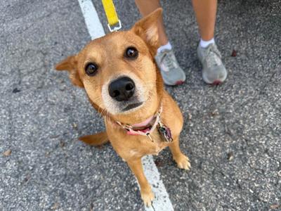 Abby, Mixed Breed, adult, available for adoption
