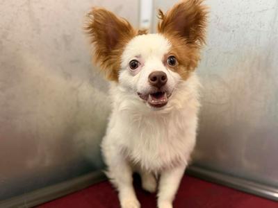Gizmo, Papillon/Mixed Breed, adult, available for adoption