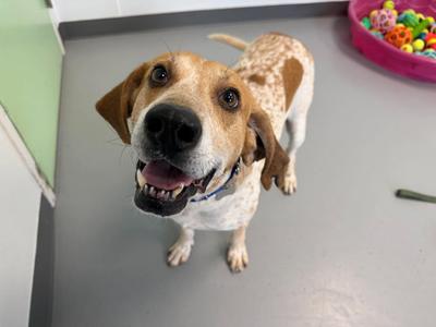 Vincent, Hound/Mixed Breed, adult, available for adoption
