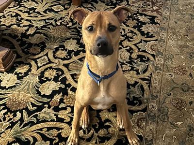 Canyon, Mixed Breed, adult, available for adoption