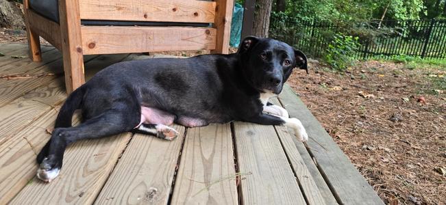 Magic Mama, Mixed Breed, young, available for adoption