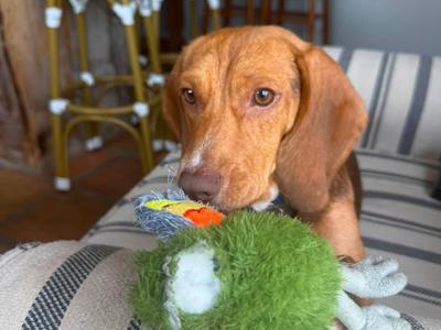 Willie, Beagle/Mixed Breed, young, available for adoption