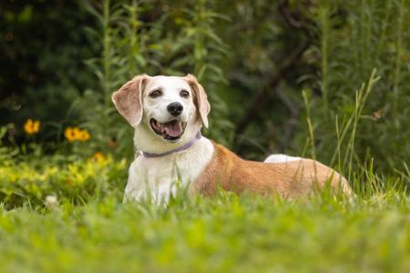 Delphi, Hound, senior, available for adoption
