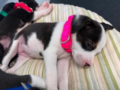 Pixie, Mixed Breed, puppy, available for adoption