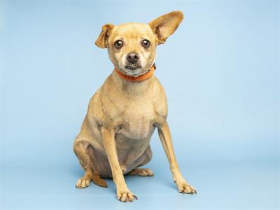 A small tan dog with large ears sitting on a blue background