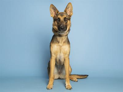 A German Shepherd puppy sitting on a blue background