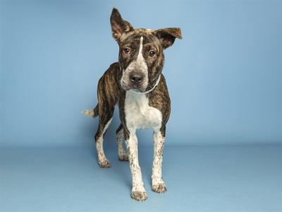 A brindle and white dog standing on a blue background.