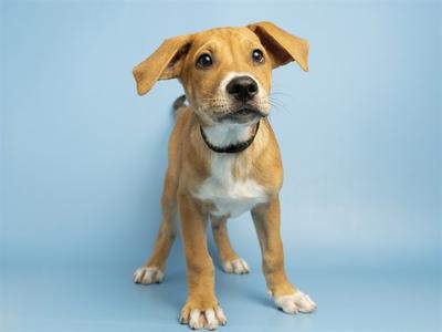 A brown and white puppy with floppy ears standing on a blue background.