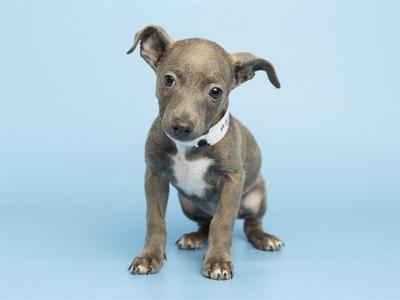 A small brown puppy with a white chest and collar, sitting on a blue background.