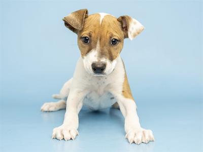 A small brown and white puppy with floppy ears sitting on a blue background.