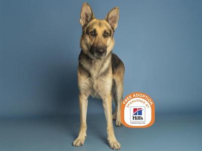 A German Shepherd dog standing against a blue background with a Hills Free Adoption logo on the right side.