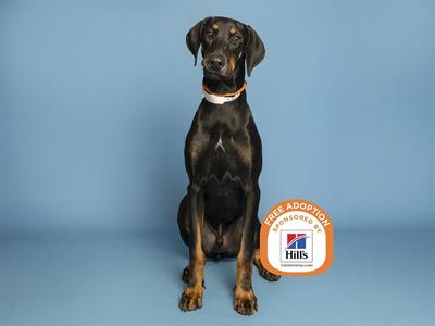 A black and tan dog sitting on a blue background with a Hills Free Adoption logo in the bottom right corner.