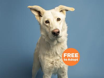 A white dog with large ears and a blue background is shown. An orange circle on the right side of the image contains the words 'FREE to Adopt'.