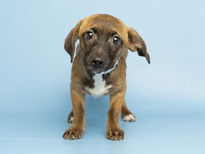 A brown and white puppy with floppy ears standing on a blue background.