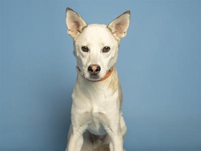 A white dog with pointed ears and a brown collar sitting against a blue background.