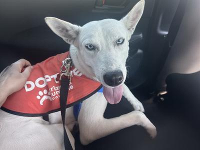 LILLY, Siberian Husky Mix, adult, available for adoption