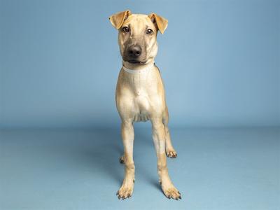 A light brown dog with a black nose and ears standing on a blue background.