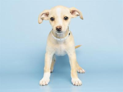a light-colored puppy standing on a blue background