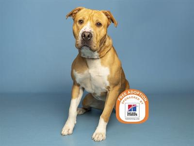 A brown and white dog sitting on a blue background with a Hills logo and text that reads "FREE ADOPTION".