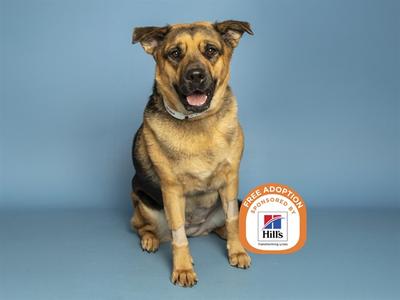 A brown and black dog sitting on a blue background with a Hills logo on its side.