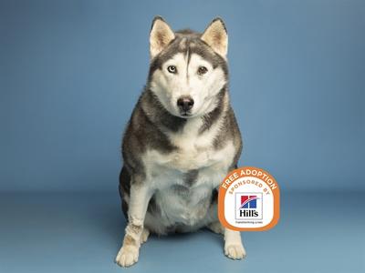 A husky dog sitting on a blue background with a Hills logo and "Free Adoption" text.