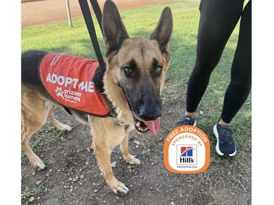DUKE, German Shepherd Dog, adult, available for adoption