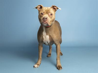 A brown and white dog standing on a blue background