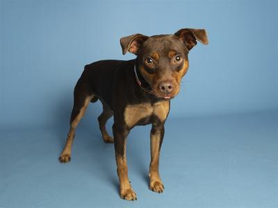 A brown and black dog standing on a blue background