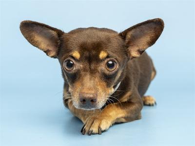 A brown dog with large ears lying on a blue background