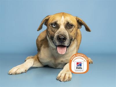 A brown and white dog lying down on a blue background with a Hills Pet Nutrition logo and text that says "FREE ADOPTION".