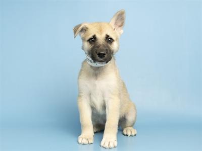 A light-colored puppy with a black nose and dark eyes, sitting on a blue background. The puppy is wearing a white collar with text on it.