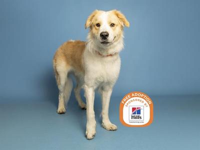 A light-colored dog with a white chest and brown patches on its back and ears stands against a blue background. The dog has a collar and is looking directly at the camera. In the bottom right corner, there is a circular logo with the text "FREE ADOPTION" and the Hills logo.