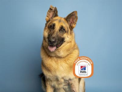A German Shepherd dog sitting against a blue background with a 'Free Adoption' logo from Hills on its side.
