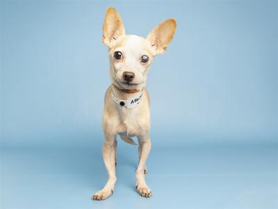 A small white dog with large ears standing against a blue background.