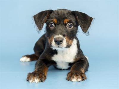 A small black and white puppy with brown markings on its face and ears, lying on a blue background.