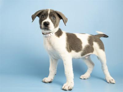 A white and brown puppy with a collar standing on a blue background.