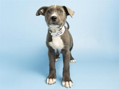 A brown and white puppy with a white collar standing on a blue background.