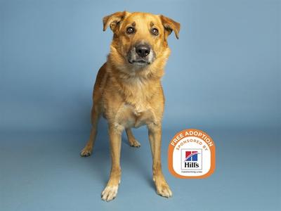 A brown dog standing on a blue background with a Hills Free Adoption logo.