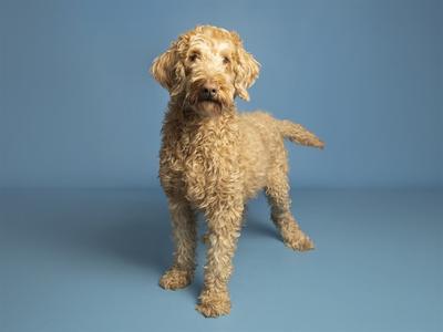 A curly-haired dog standing on a blue background