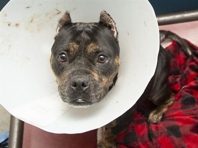 DUMPLING, American Bulldog Mix, adult, available for adoption