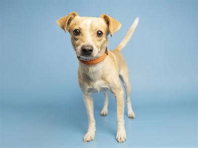 A light-colored dog with a white chest and legs, wearing an orange collar, standing on a blue background.